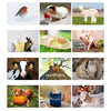 Personalised A4 Cute Animals Calendar - Shop Personalised Gifts