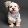 Personalised Dog Bandana - Shop Personalised Gifts